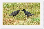 kottaraiset European Starling * 2176 x 1363 * (2.88MB)